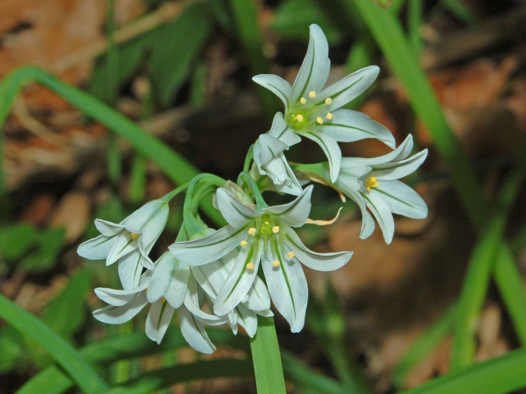 Allium triquetrum / Aglio selvatico